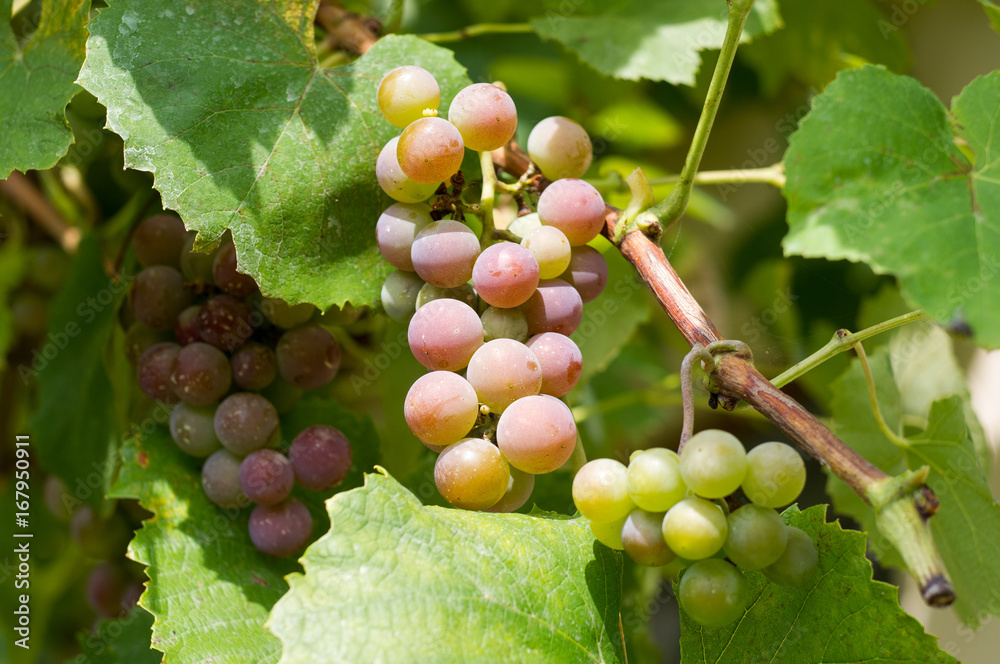 Branches of grapes in the garden Branches of grapes in the garden