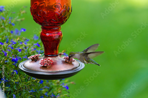 Green Hummingbird at red feeder with green background 