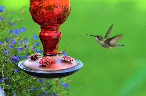 Green Hummingbird at red feeder with green background 