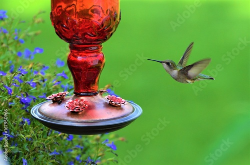 Green Hummingbird at red feeder with green background  photo