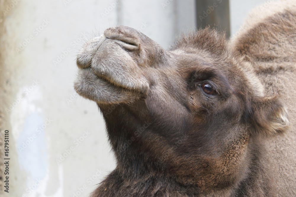 Fototapeta premium Camel Head