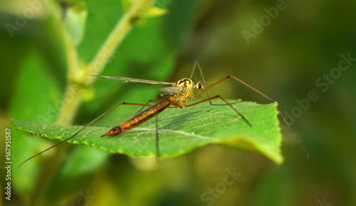 A mosquito with long legs