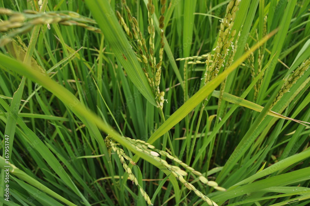 Un grain de riz