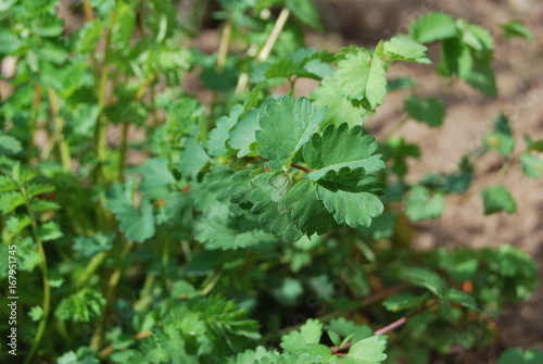 Pimpernelle, Kleiner Wiesenknopf (Sanguisorba minor)