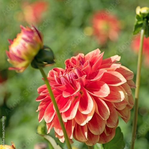 Fototapeta Naklejka Na Ścianę i Meble -  Dahlien, Dahlias