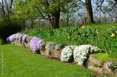 Φωτογραφία White and purple creeping phlox cascading over an old stone wall in the spring
