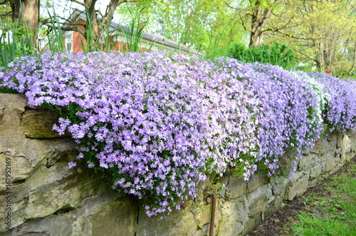 Fototapeta Naklejka Na Ścianę i Meble -  White and purple creeping phlox cascading over an old stone wall in the spring