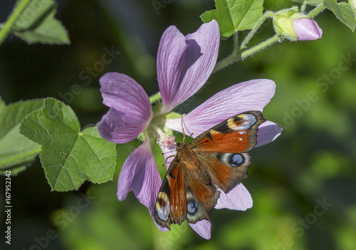 Бабочка павлиний глаз на цветке мальва