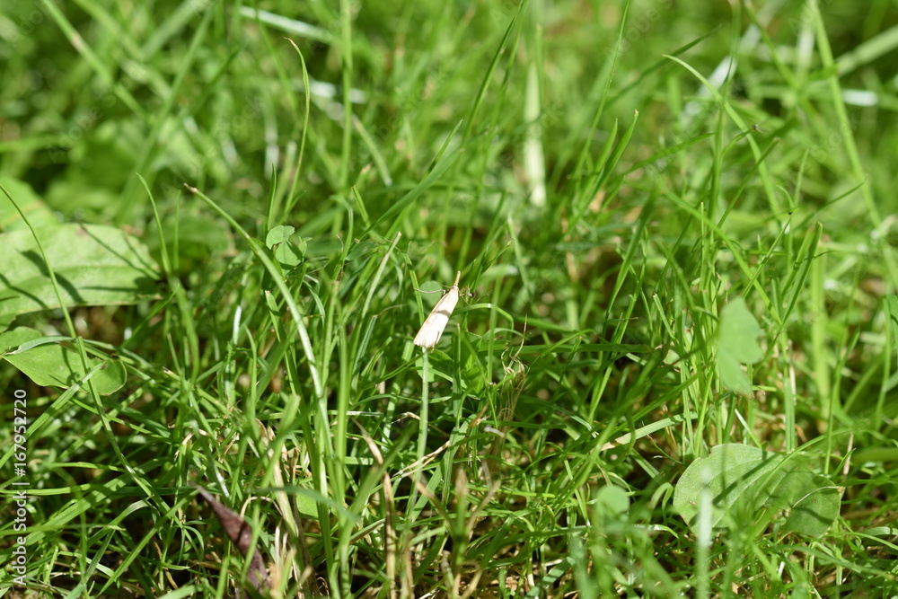 Weier, Tierwelt Weier, Tierwelt