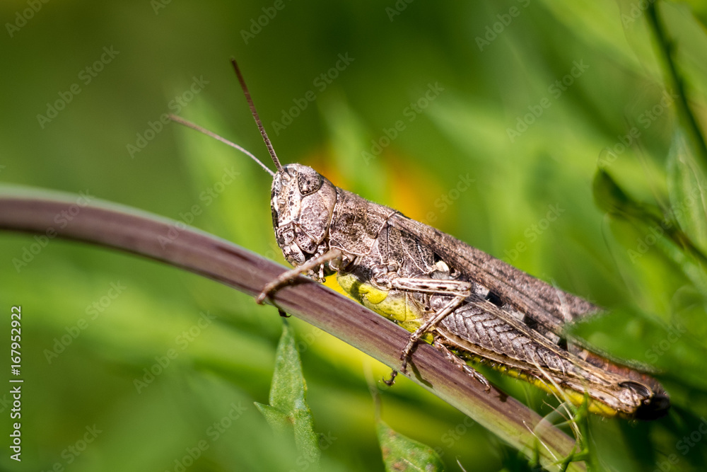 Grasshopper is a jumper on a green leaf Grasshopper is a jumper on a green leaf