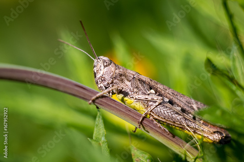 Grasshopper is a jumper on a green leaf © Дмитро Скоробагатько