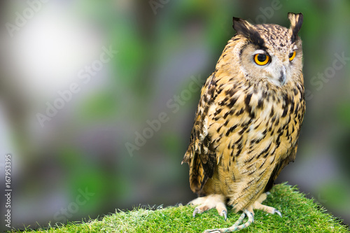 night owl on green grass and owl eyes open.