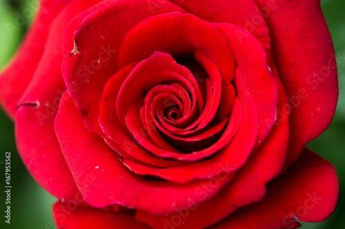 Macro blossoms of red rose with dew drops