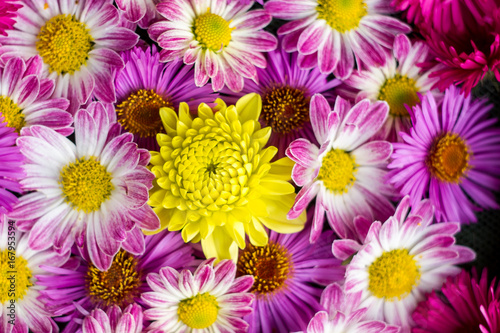 Many colored flowers  decoration  wallpaper