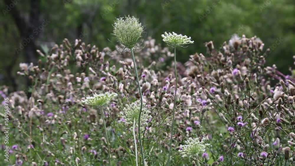 Queen Annes Lace and other wildflowers and grasses blowing in the wind Queen Annes Lace and other wildflowers and grasses blowing in the wind