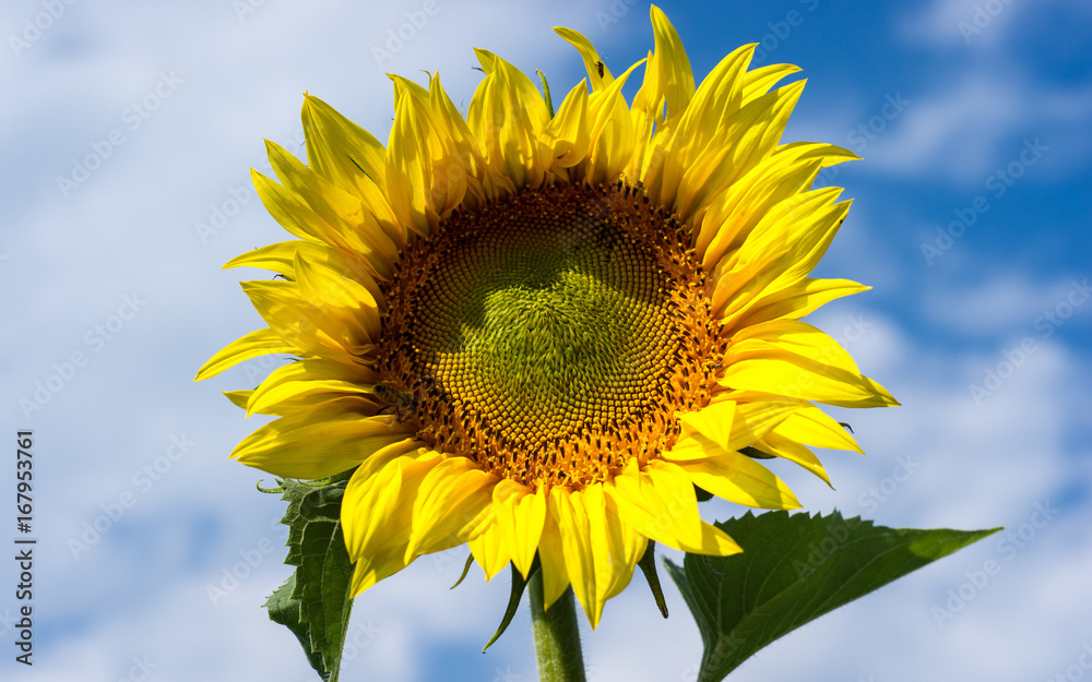 Sunflower on a blue sky background Sunflower on a blue sky background
