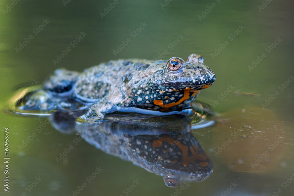 Fototapeta premium European fire-bellied toad - Bombina bombina