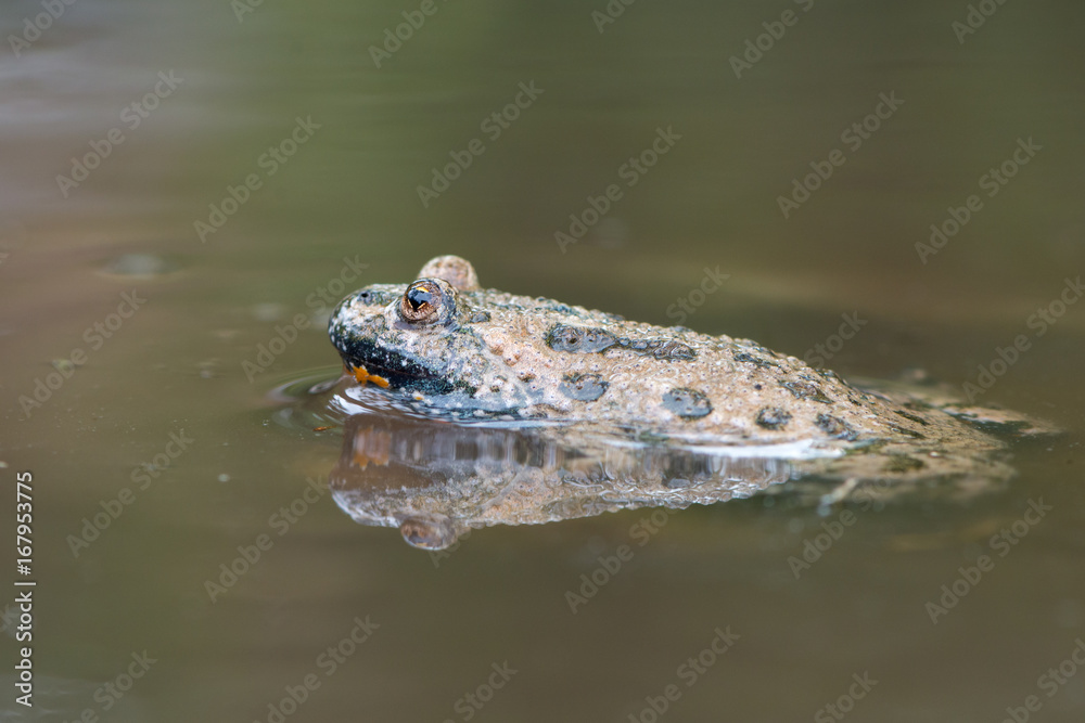 European fire-bellied toad - Bombina bombina European fire-bellied toad - Bombina bombina