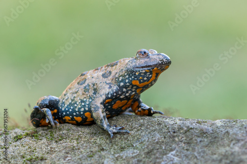 European fire-bellied toad - Bombina bombina
