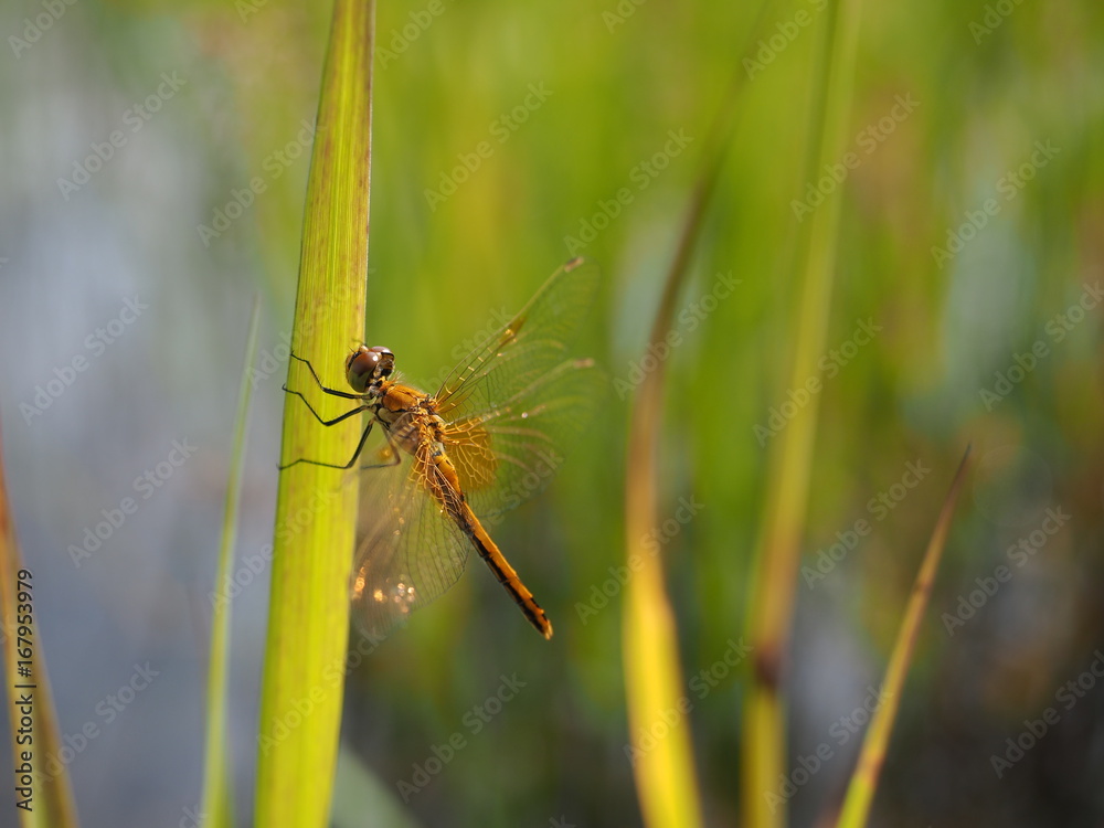 Beautiful dragonfly on a blade of grass. Macro Beautiful dragonfly on a blade of grass. Macro