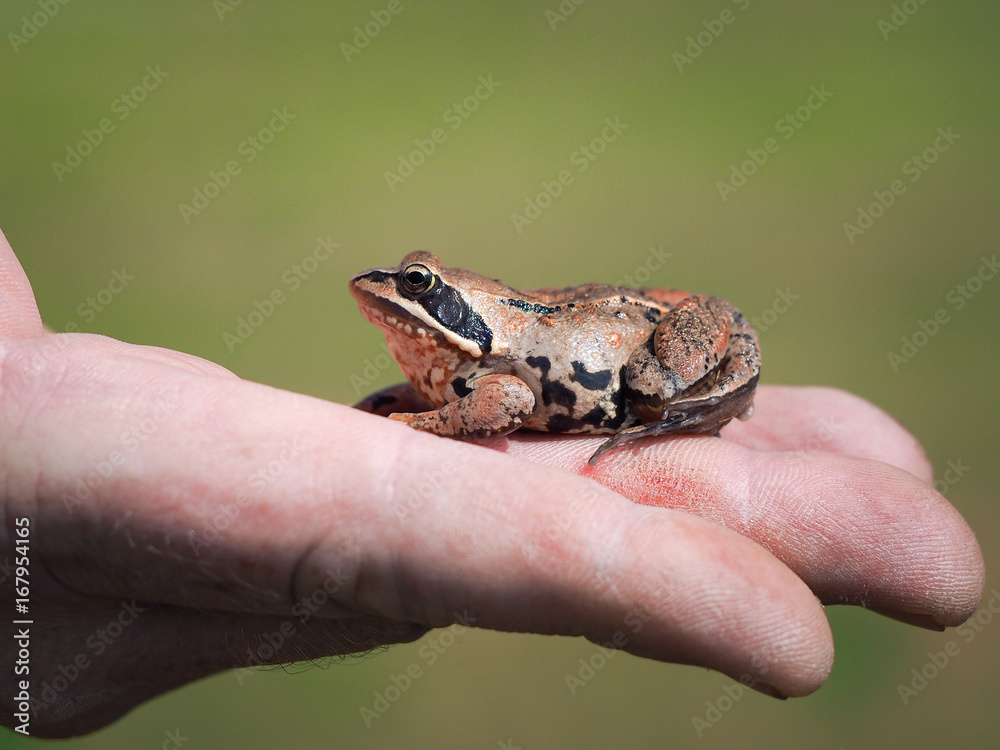 Obraz premium The frog on the person's hand. Green background