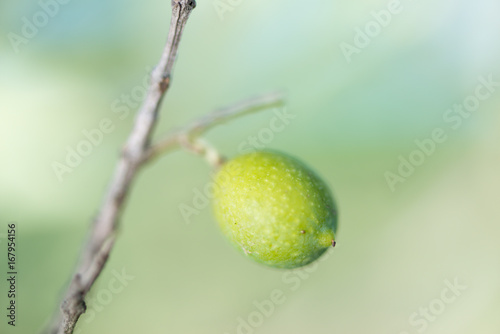 Wallpaper Mural Olives in the tree Torontodigital.ca