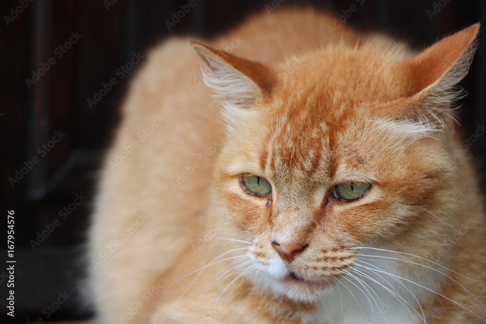 Gros Chat Mignon Blanc Dore Roux Stock Photo Adobe Stock