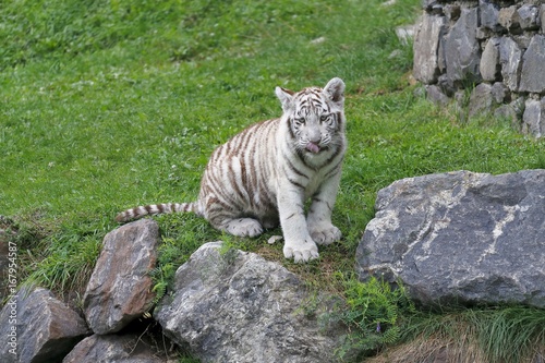 Tigre blanc royal  Panthera tigris  young tiger animal