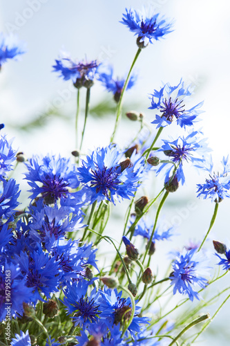 Fototapeta Naklejka Na Ścianę i Meble -  Blue flowers of cornflowers