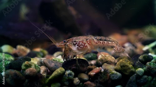 Marbled crayfish behind the glass of the aquarium. photo