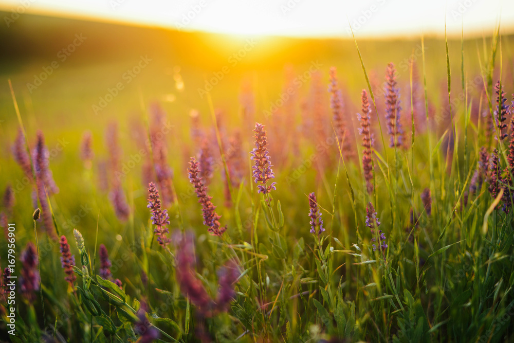 Beautiful image of lavender field Summer sunset landscape. Lavender Field in the summer