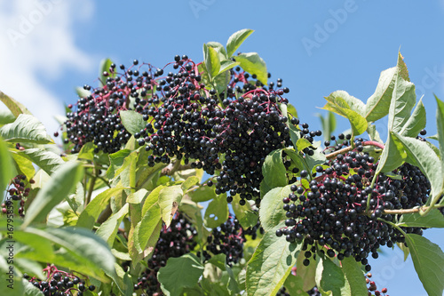 Cuadro en lienzo Holunderbeeren, Schwarzer Holunder, Sambucus nigra