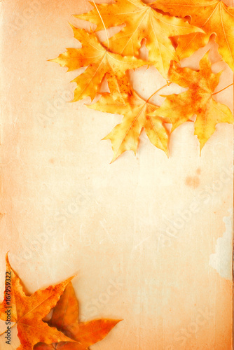 yellow autumn leaves on the mottled paper  top view