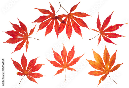 autumn leaves isolated on white  top view