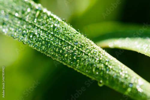 Morning dew on a grass (macro)