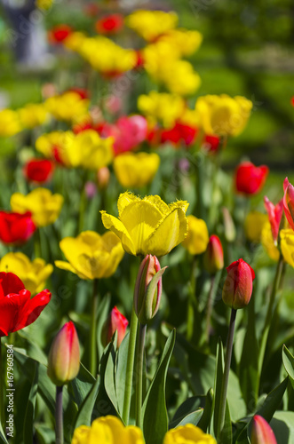 Red and yellow tulips on a flowerbed in the garden.