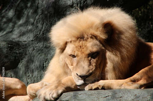 Sleeping lion