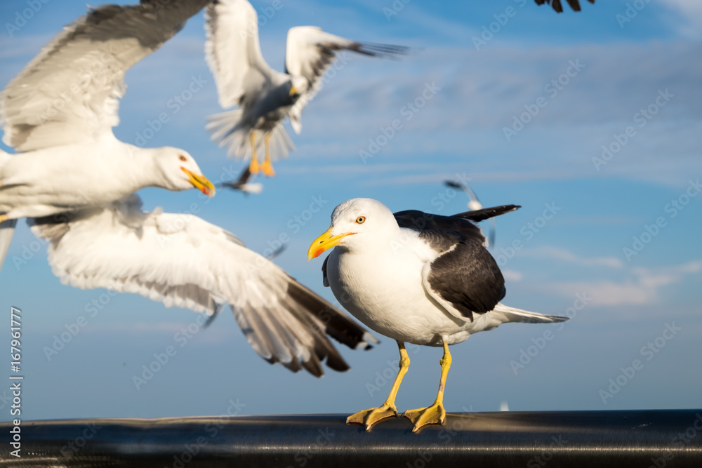 Obraz premium Seagulls