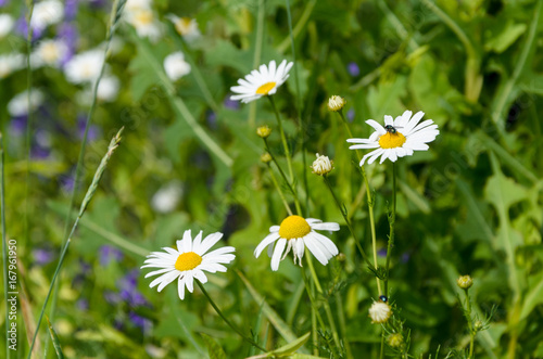 Chamomile