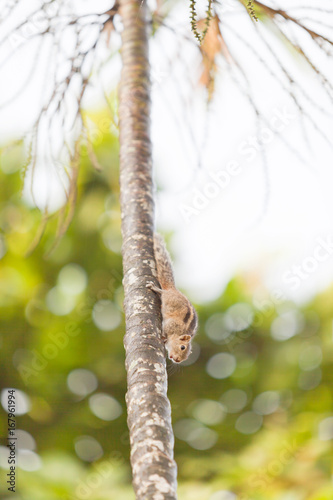 Squirrel - Sri Lanka, Asia photo