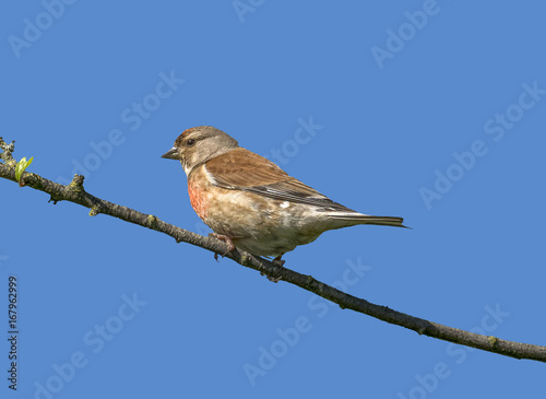 Linnet blue sky perched on twig