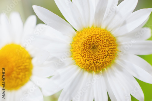 Chamomile among flowers