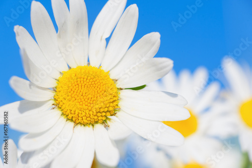 Chamomile among flowers