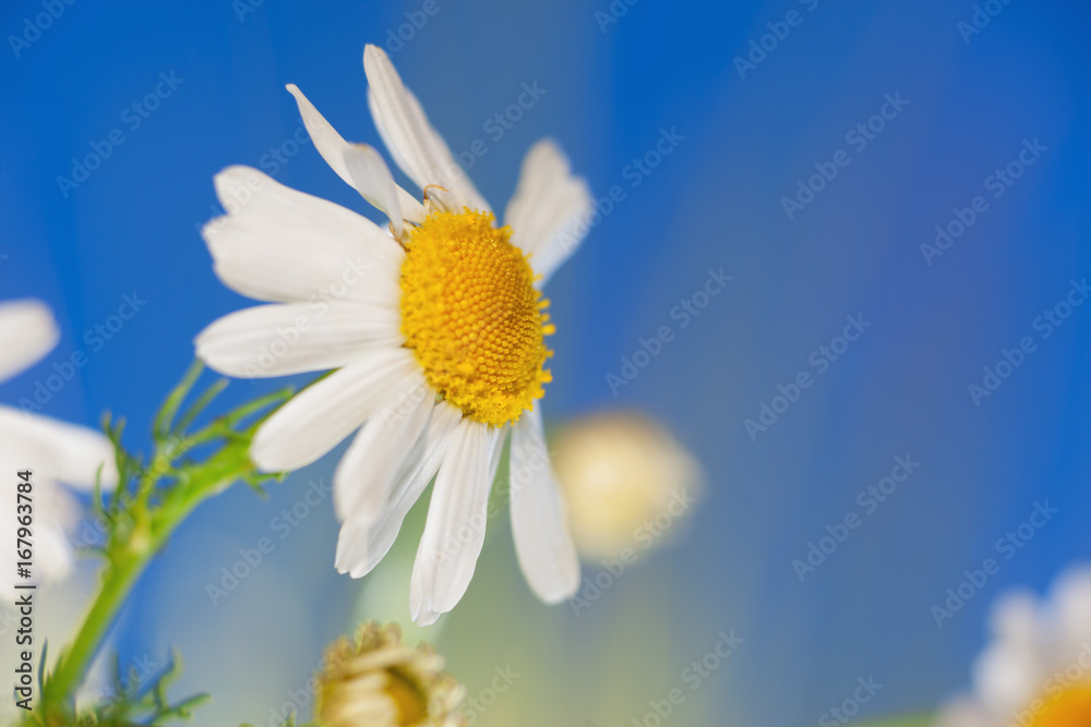 Chamomile among flowers