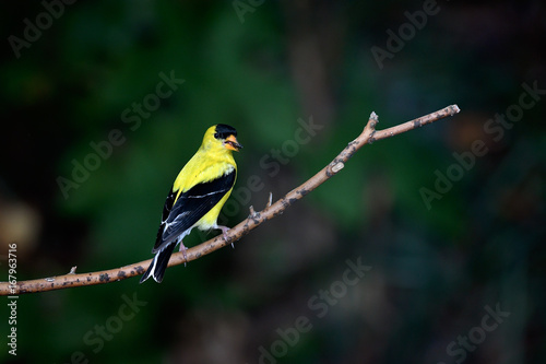 American Goldfinch (Spinus tristis) eating a seed