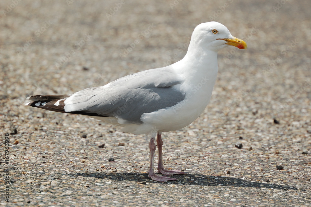 Fototapeta premium seagull on the ground close up photo