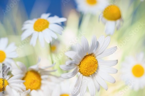 Chamomile among flowers
