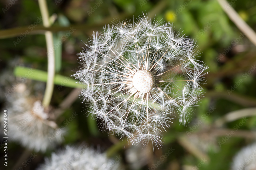 Fototapeta premium Dandelion seeds in the morning sunlight blowing away on a black background.