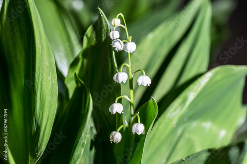 Beautiful lily of the valley flowers in green blur bokeh nature background, spring concept.