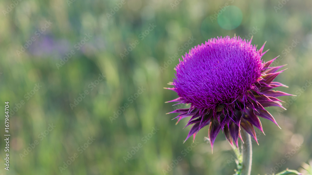 Pink milk thistle flower in bloom in spring Pink milk thistle flower in bloom in spring